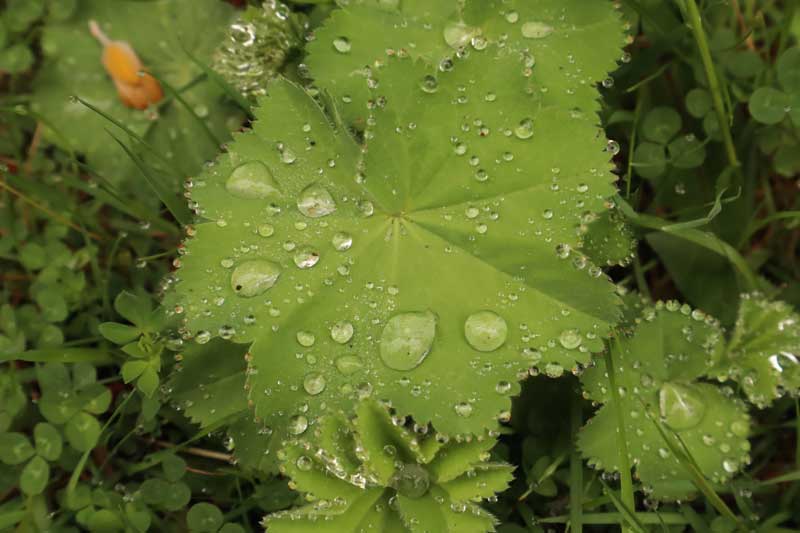 leaves